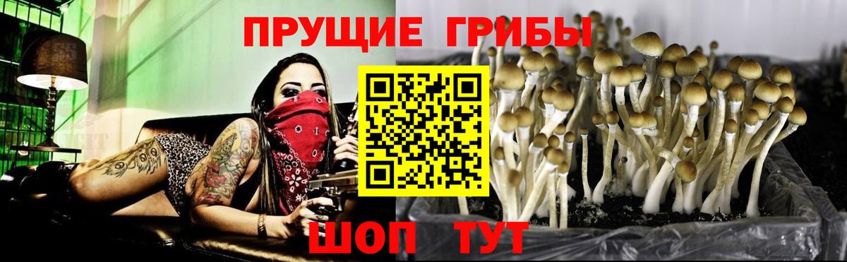 Псилоцибиновые грибы Psilocybine cubensis Новозыбков